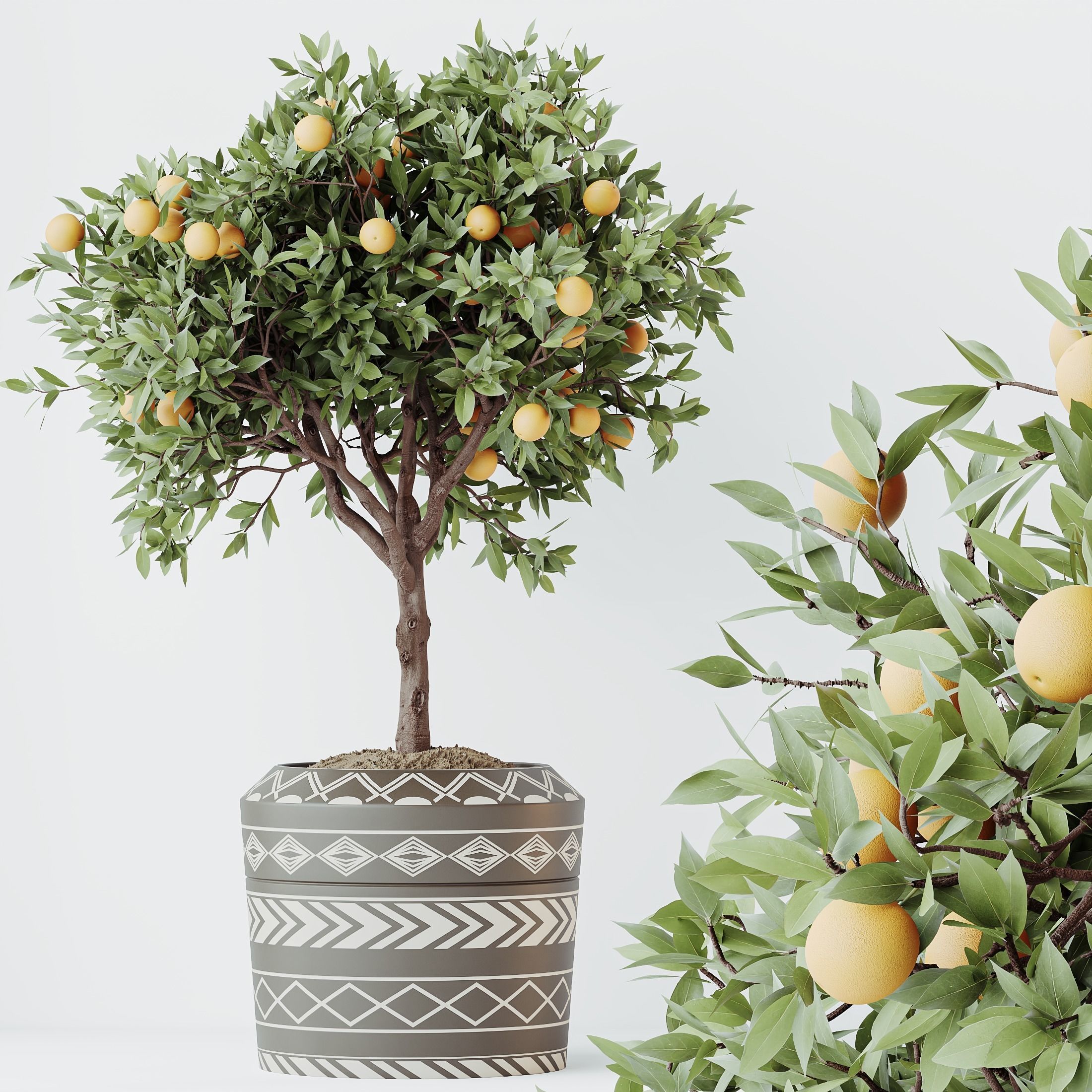 HousePlants Mandarin Citrus Fruit Orange Calamondin Tree 3D model_2