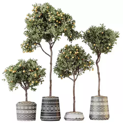 HousePlants Mandarin Citrus Fruit Orange Calamondin Tree 3D model
