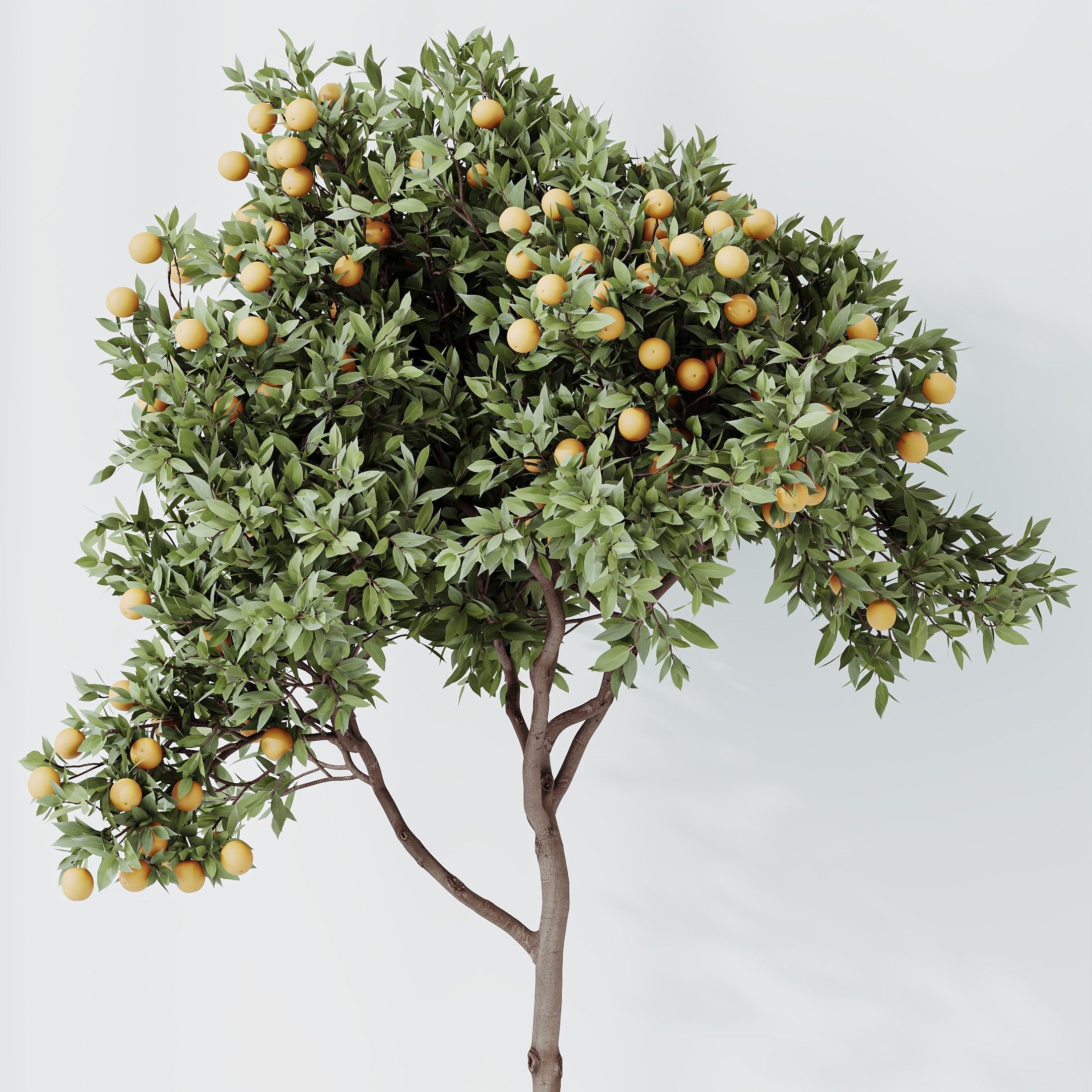 HousePlants Mandarin Citrus Fruit Orange Calamondin Tree 3D model_1