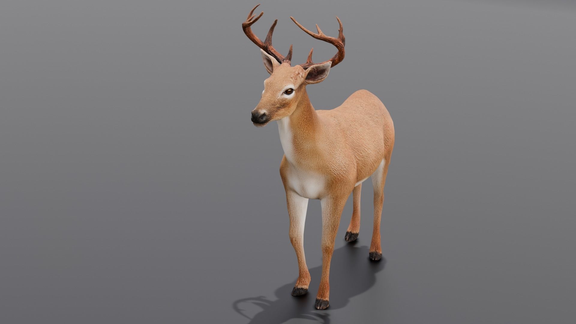 Animated Deer 3D Model  Low-poly 3D model_16