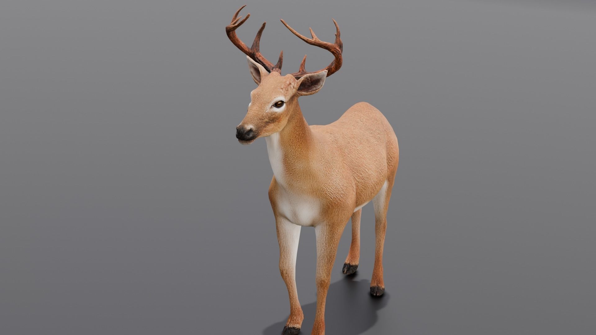 Animated Deer 3D Model  Low-poly 3D model_15