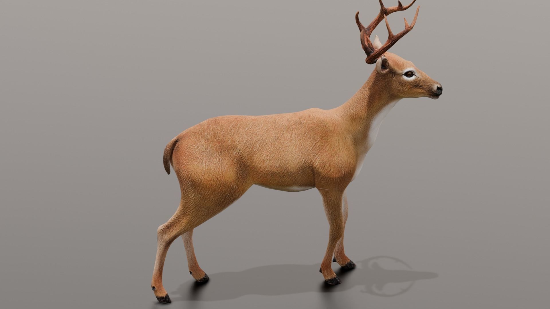 Animated Deer 3D Model  Low-poly 3D model_19