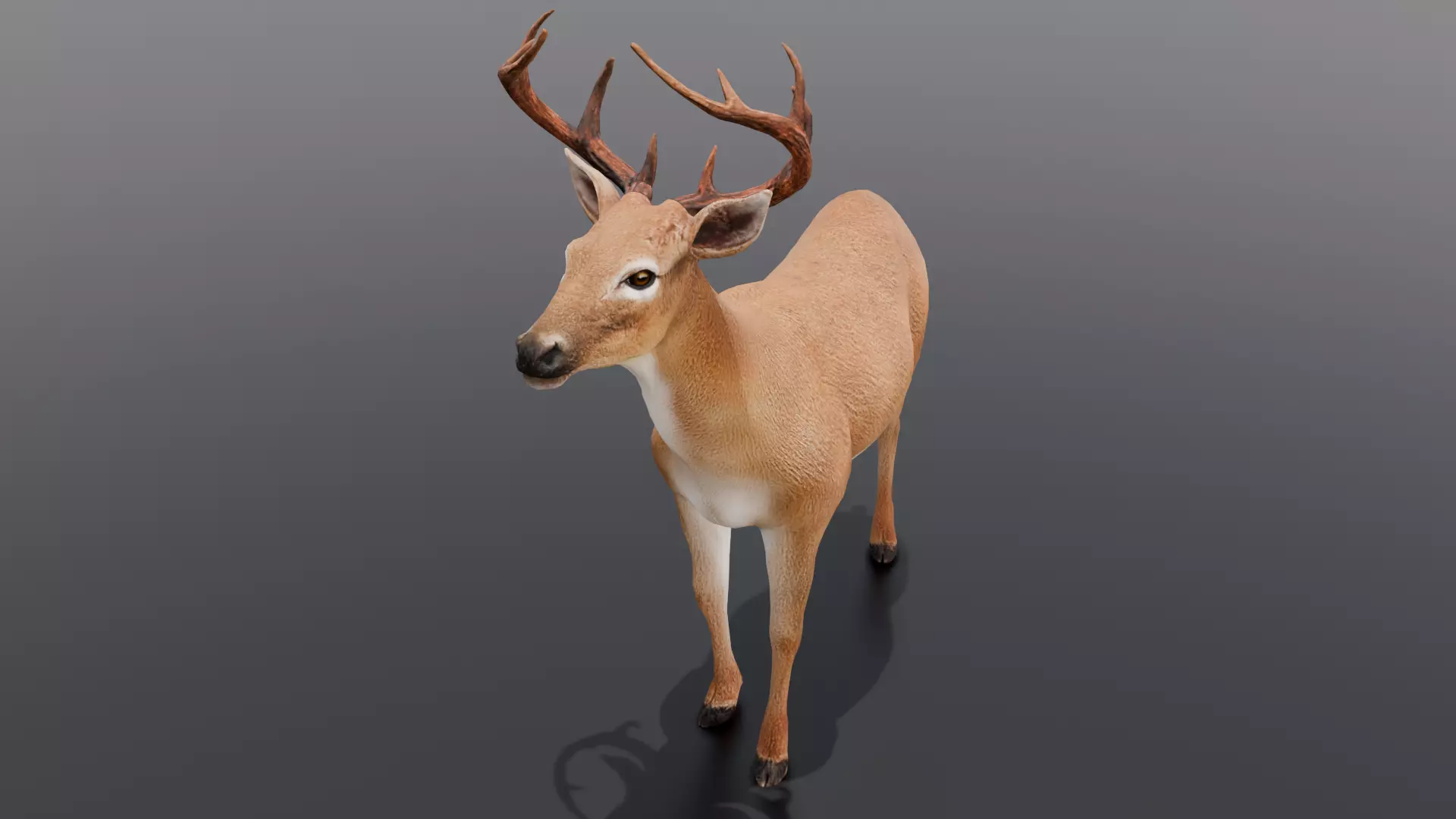 Animated Deer 3D Model  Low-poly 3D model_0