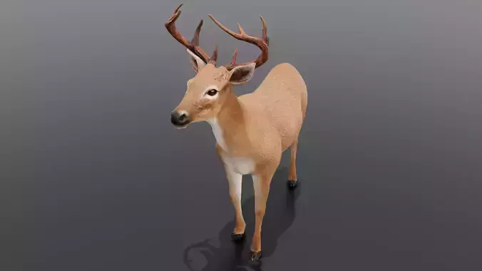 Animated Deer 3D Model  Low-poly 3D model