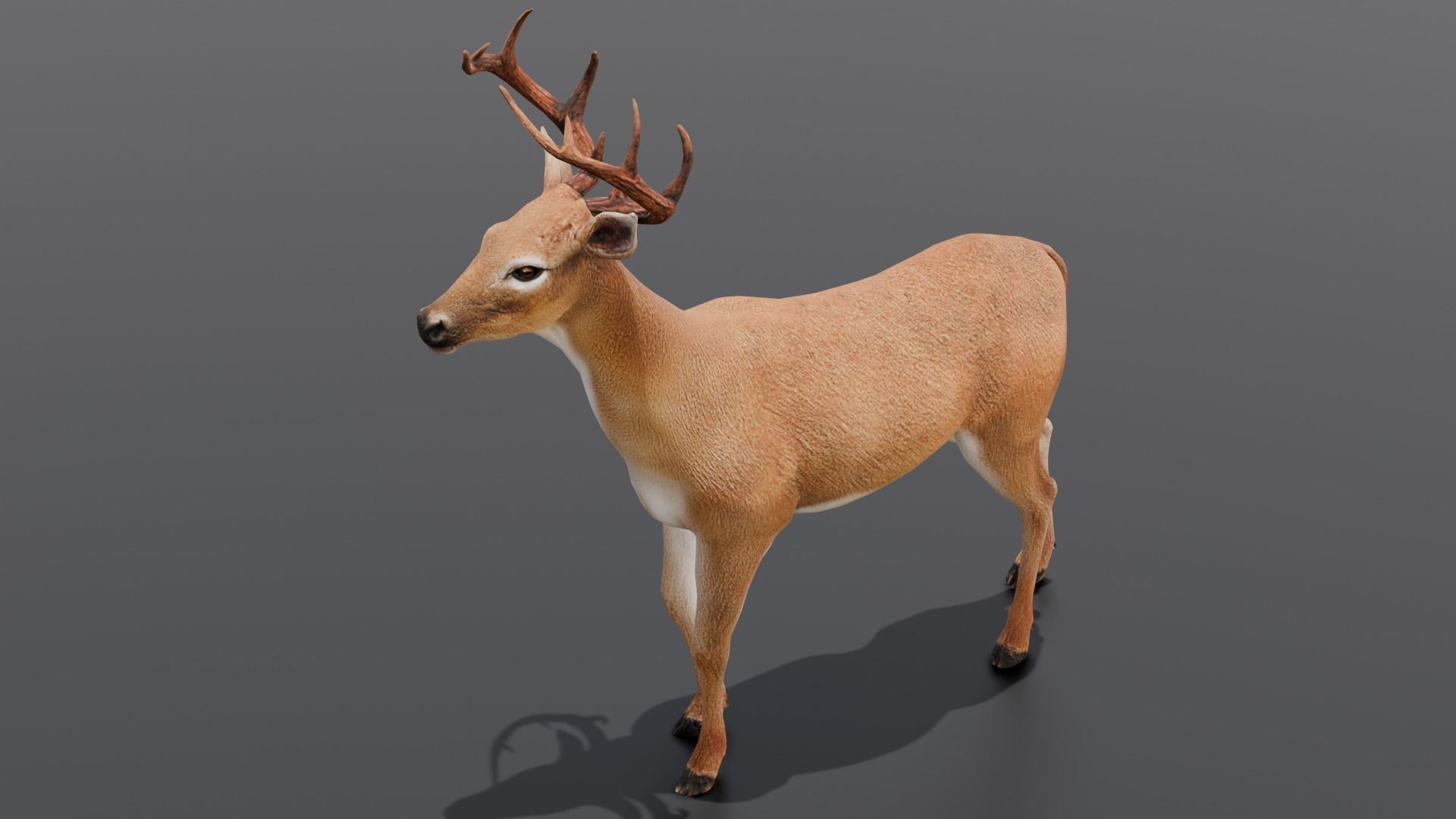 Animated Deer 3D Model  Low-poly 3D model_5