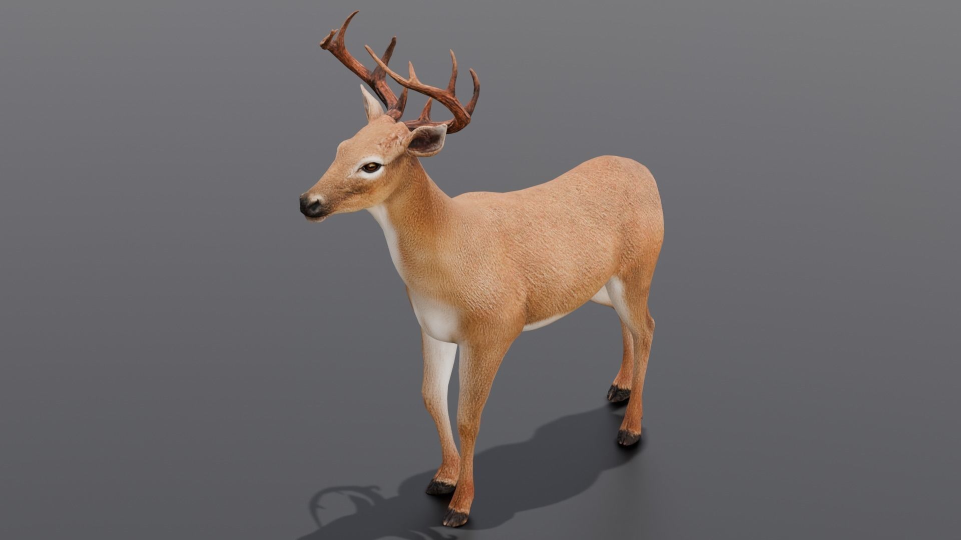 Animated Deer 3D Model  Low-poly 3D model_17