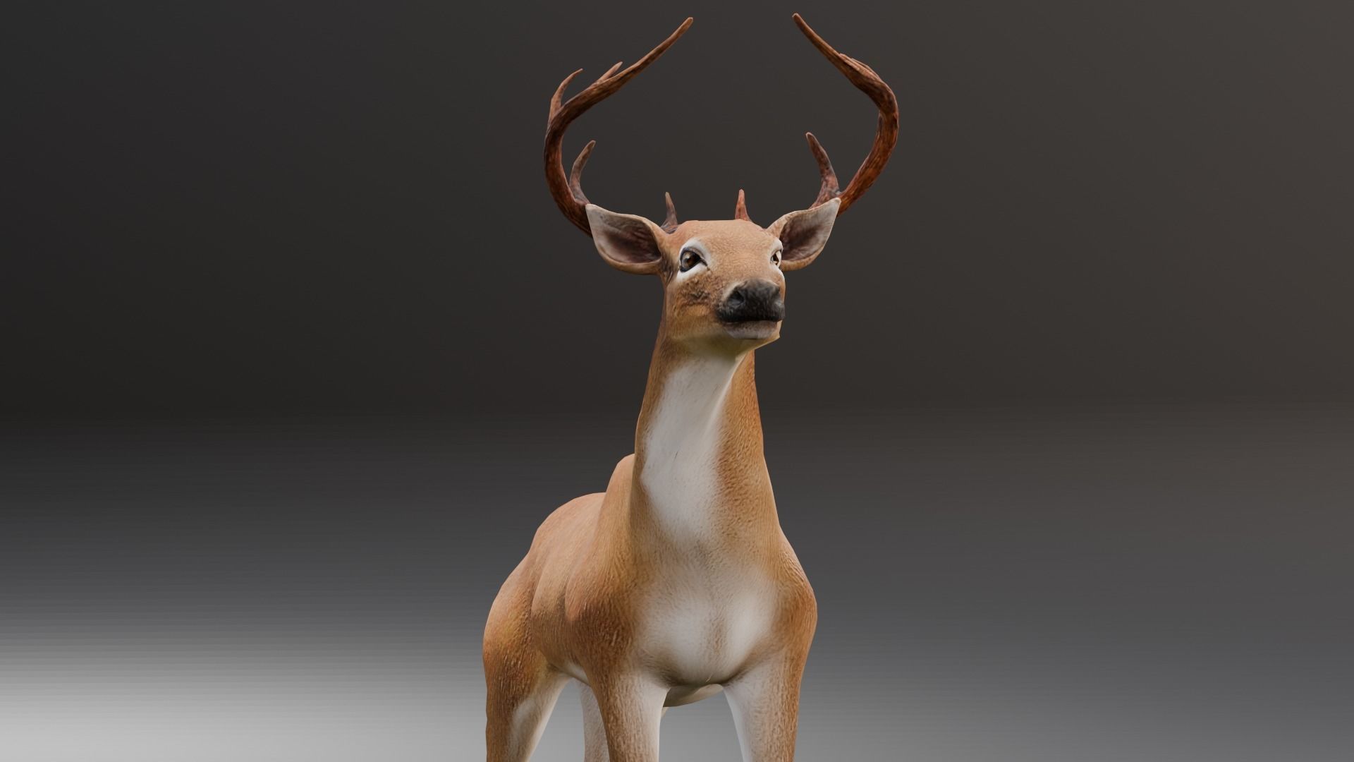 Animated Deer 3D Model  Low-poly 3D model_20