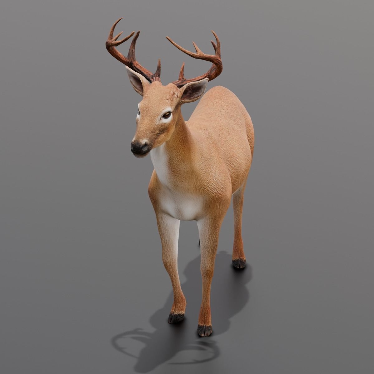 Animated Deer 3D Model  Low-poly 3D model_8
