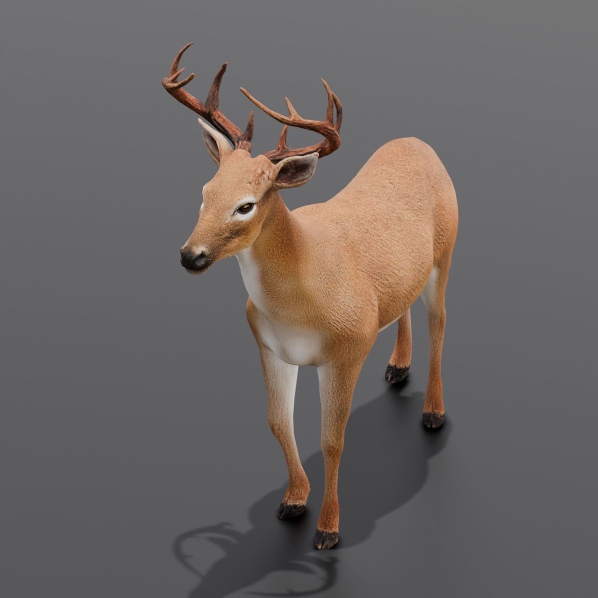 Animated Deer 3D Model  Low-poly 3D model_10