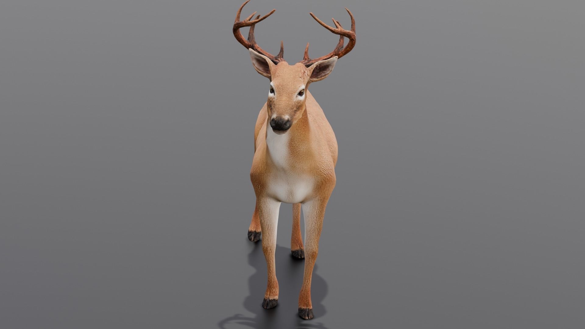 Animated Deer 3D Model  Low-poly 3D model_11