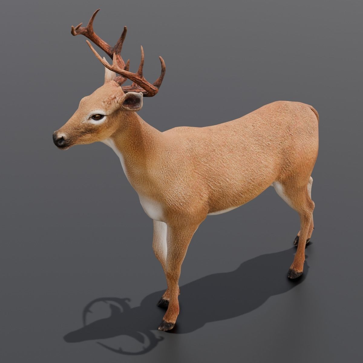 Animated Deer 3D Model  Low-poly 3D model_6