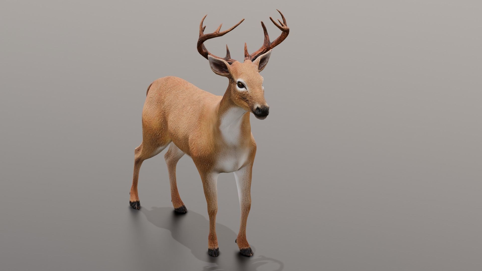 Animated Deer 3D Model  Low-poly 3D model_4