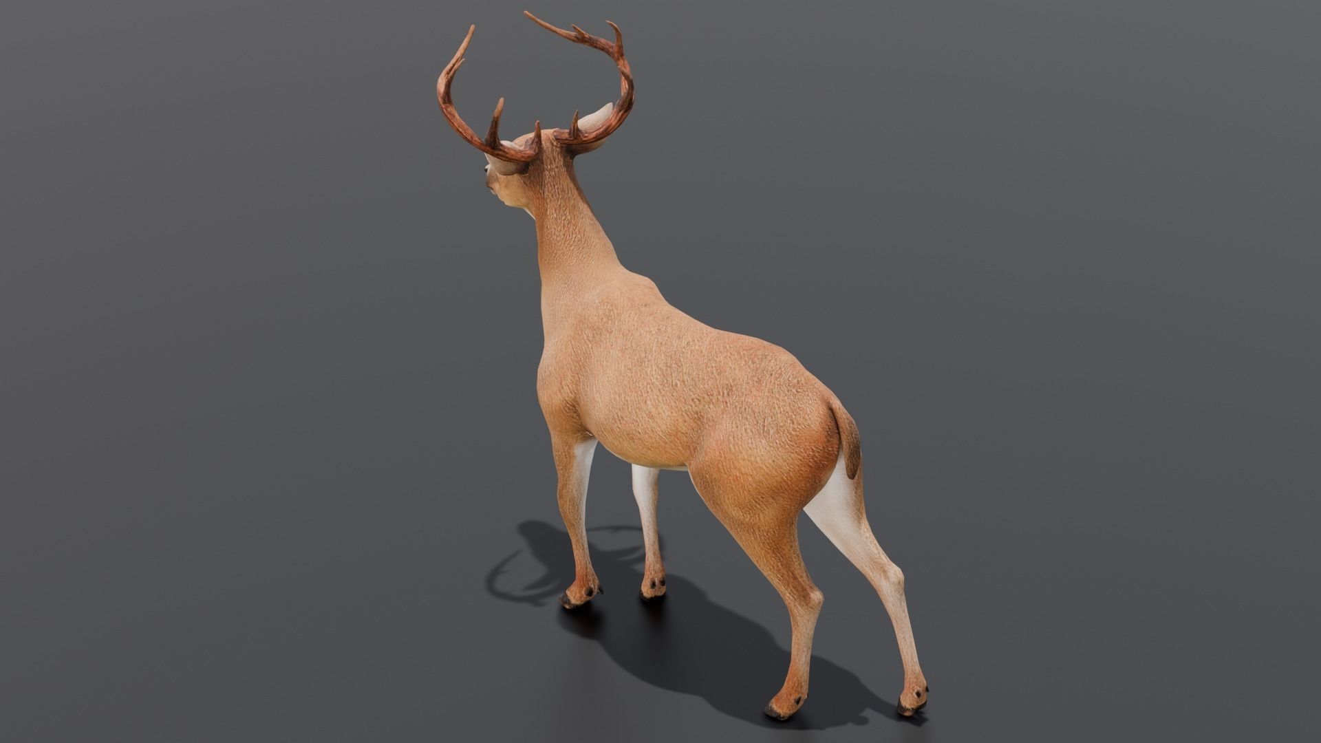 Animated Deer 3D Model  Low-poly 3D model_18