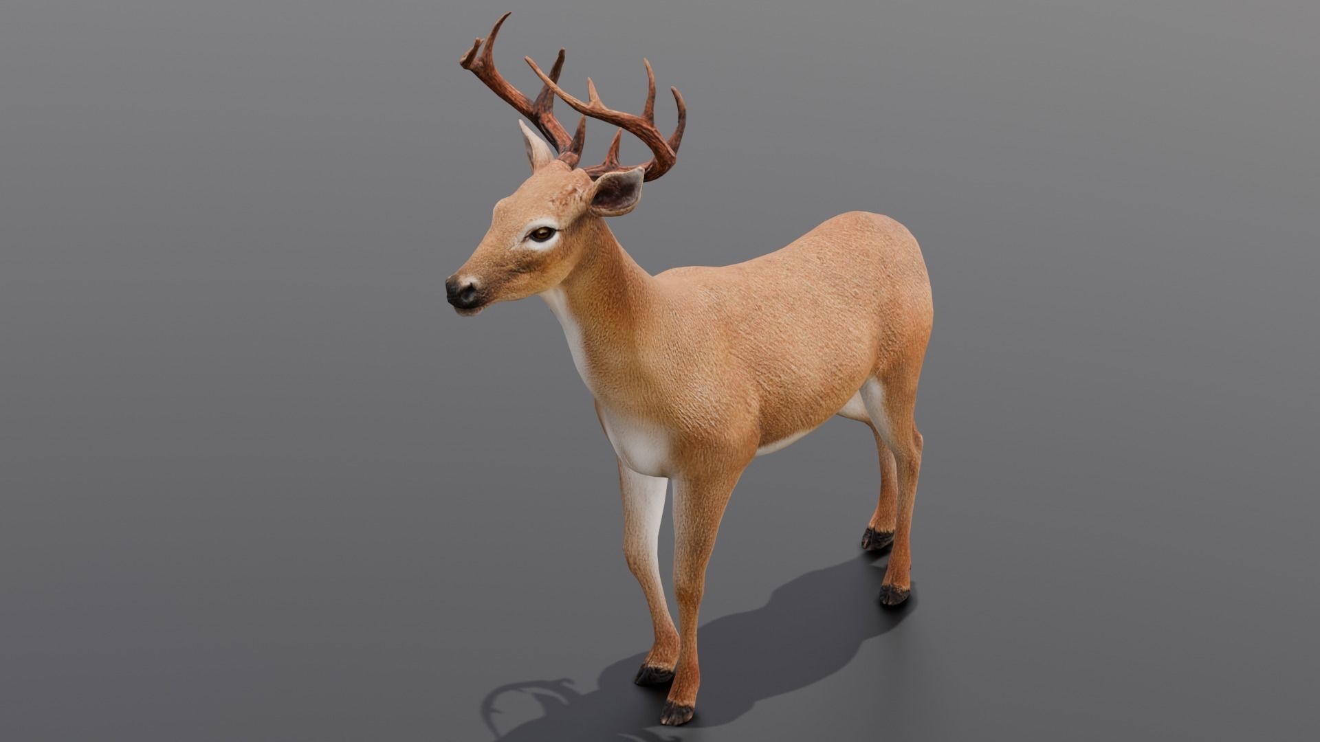Animated Deer 3D Model  Low-poly 3D model_3
