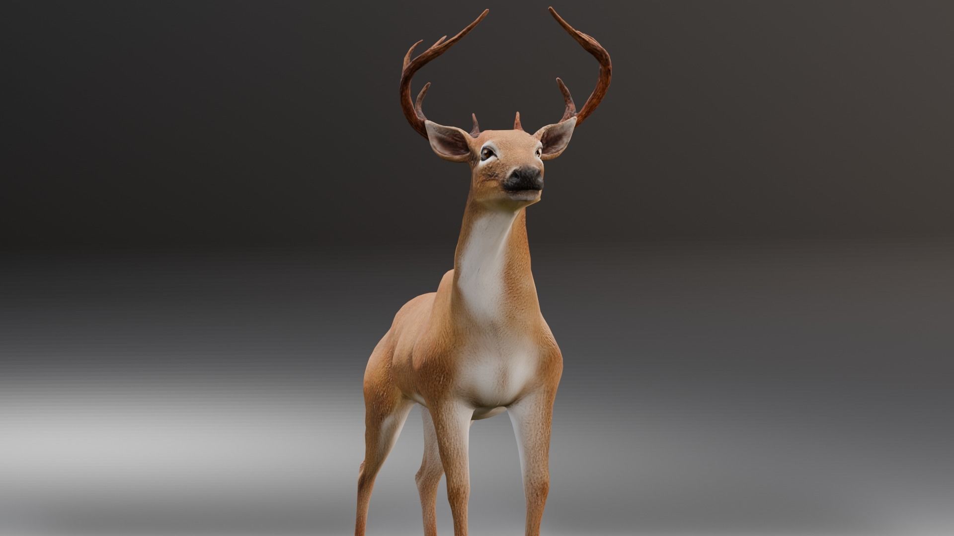 Animated Deer 3D Model  Low-poly 3D model_21