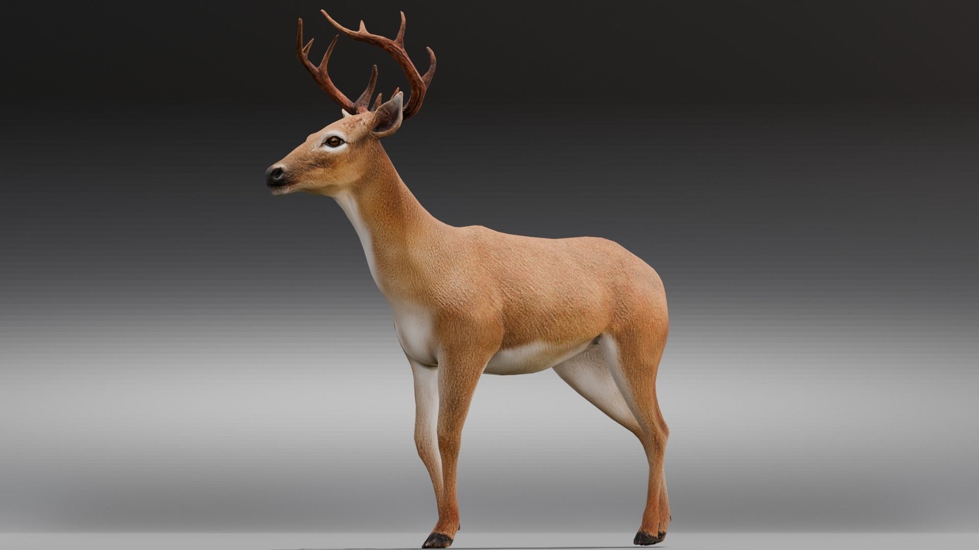 Animated Deer 3D Model  Low-poly 3D model_1