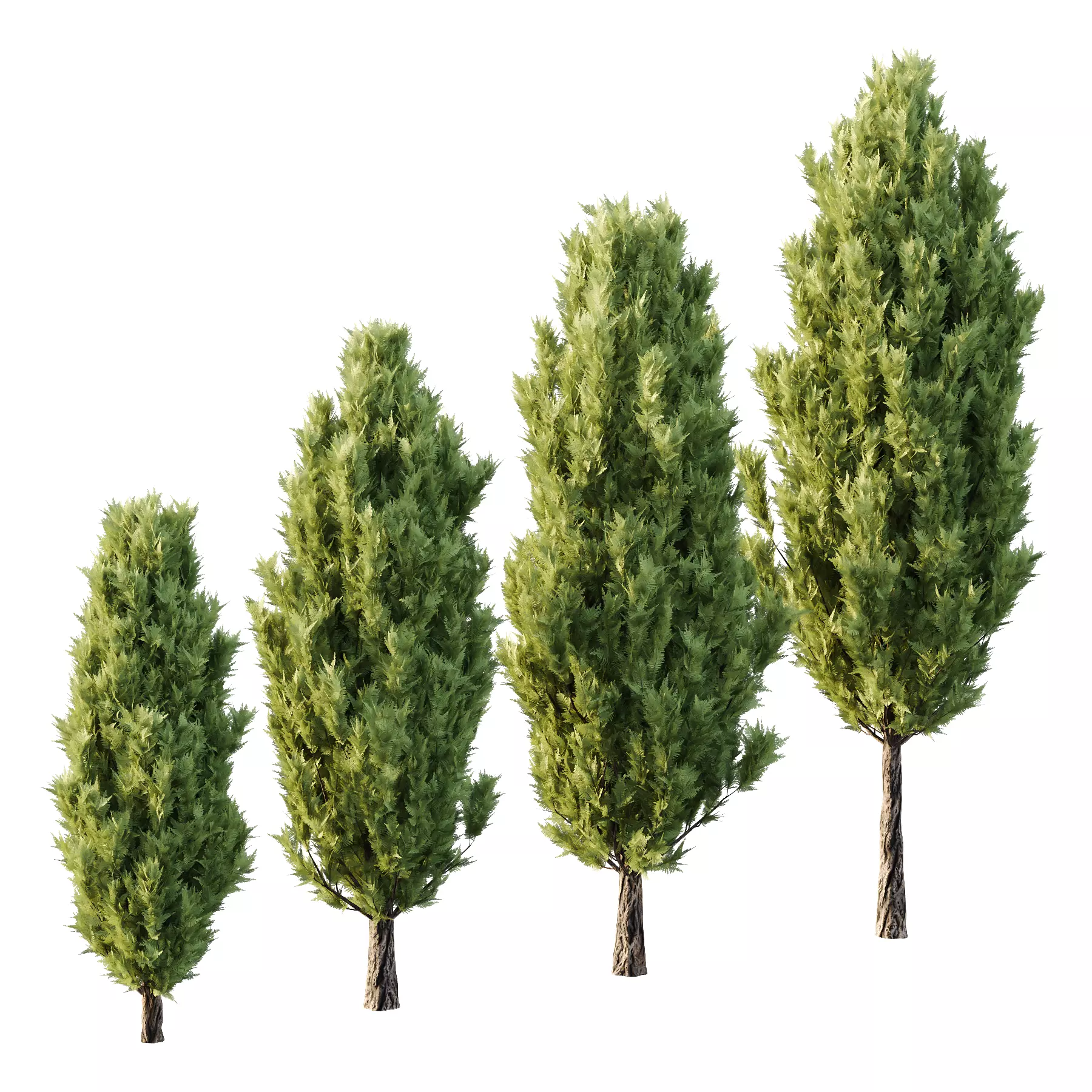 Italian Cypress Tree 19 3D model_0