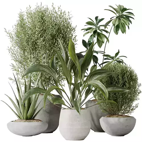 Indoor plants set 101 Spathiphyllum Wallisii and Ficus 3D model