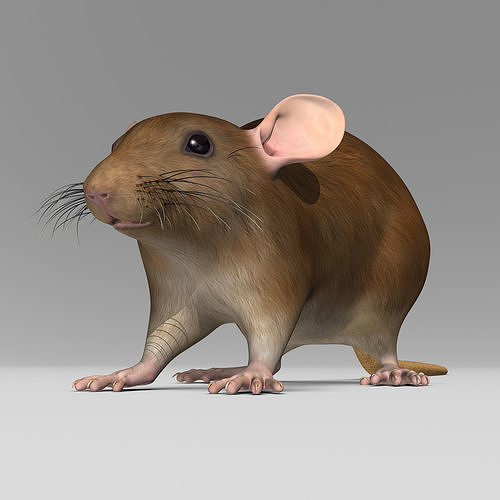 Rat - Brown 3D model 5