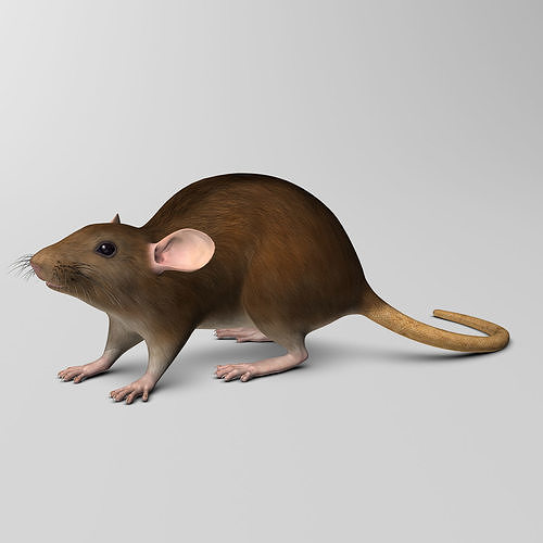 Rat - Brown 3D model 7