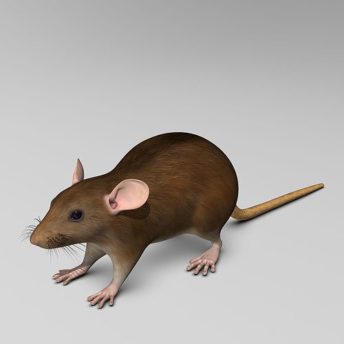 Rat - Brown 3D model 6