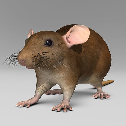 Rat - Brown 3D model 2