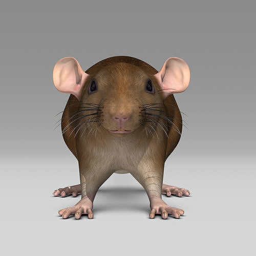 Rat - Brown 3D model 4