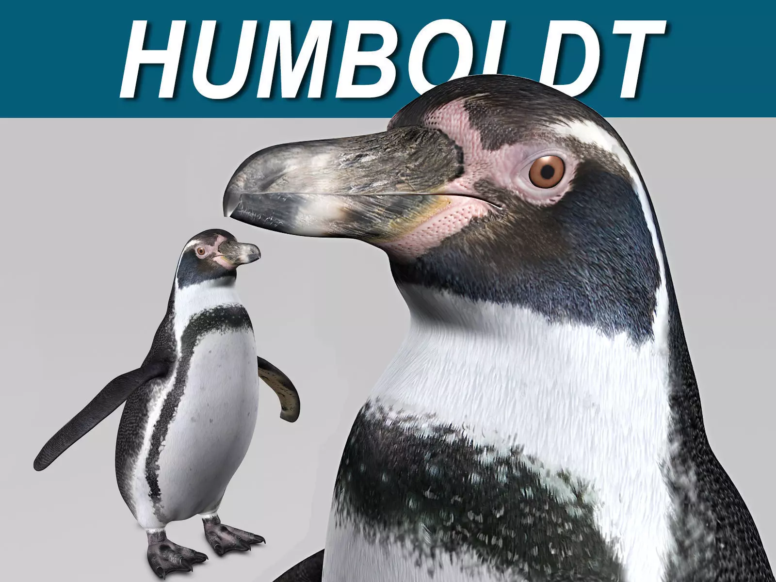 Humboldt Penguin 3D model_0