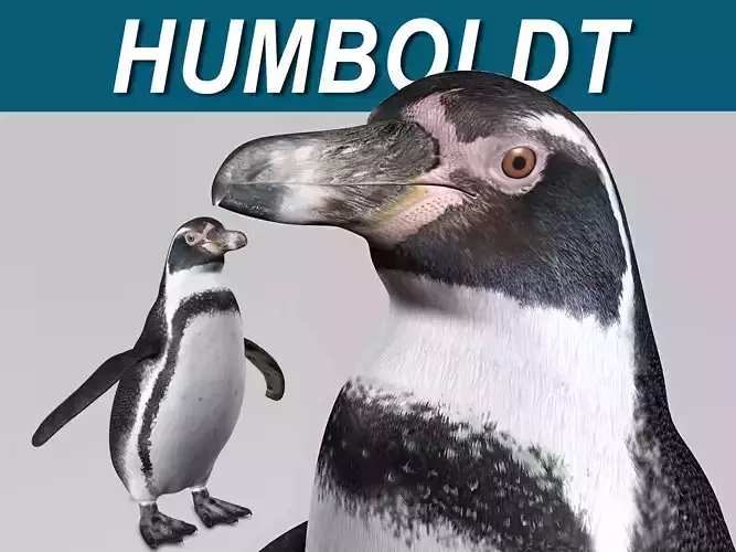Humboldt Penguin
