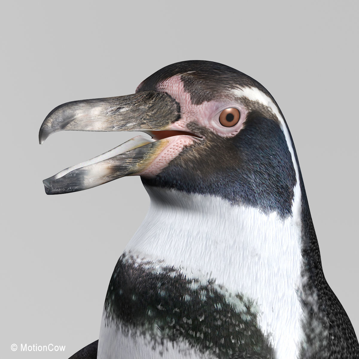 Humboldt Penguin 3D model_7