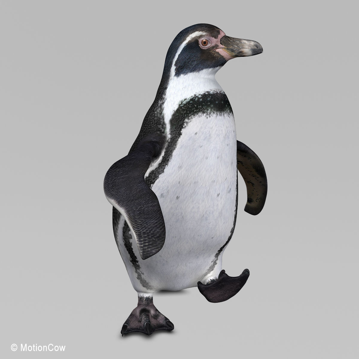 Humboldt Penguin 3D model_9
