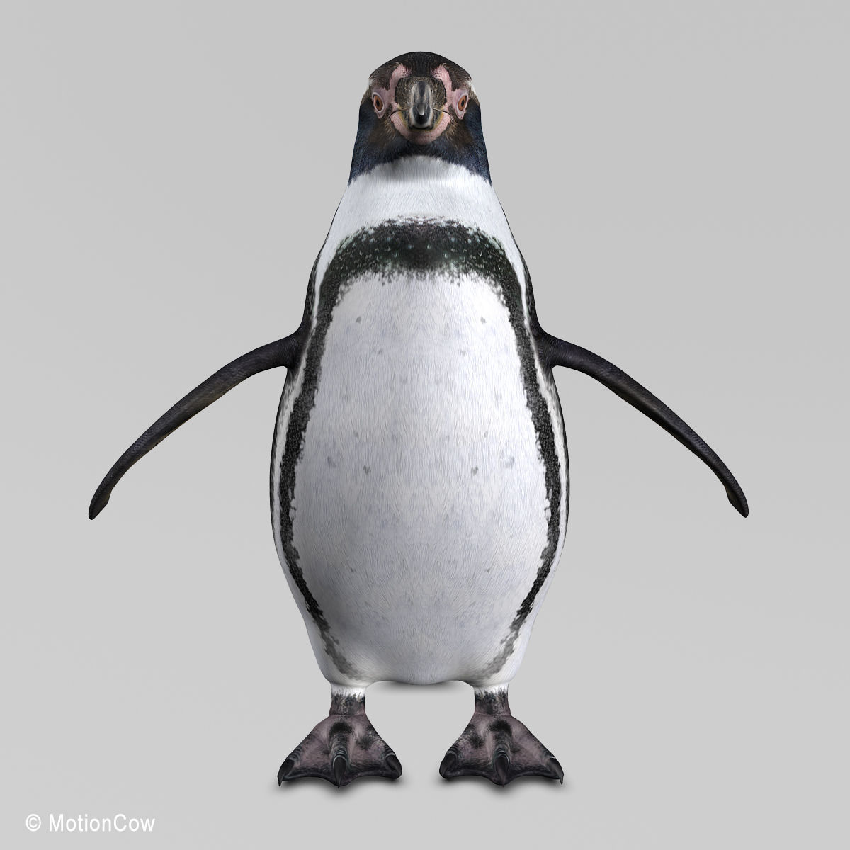 Humboldt Penguin 3D model_4