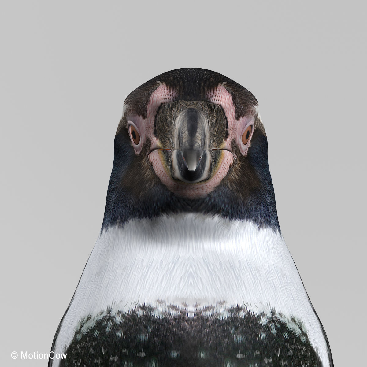 Humboldt Penguin 3D model_8