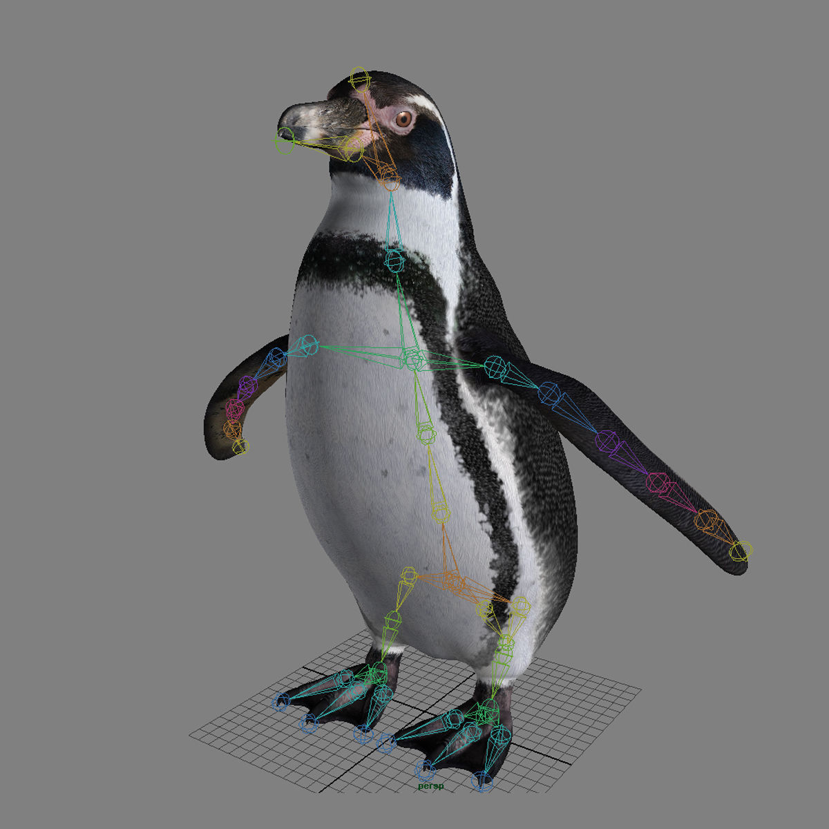 Humboldt Penguin 3D model_14