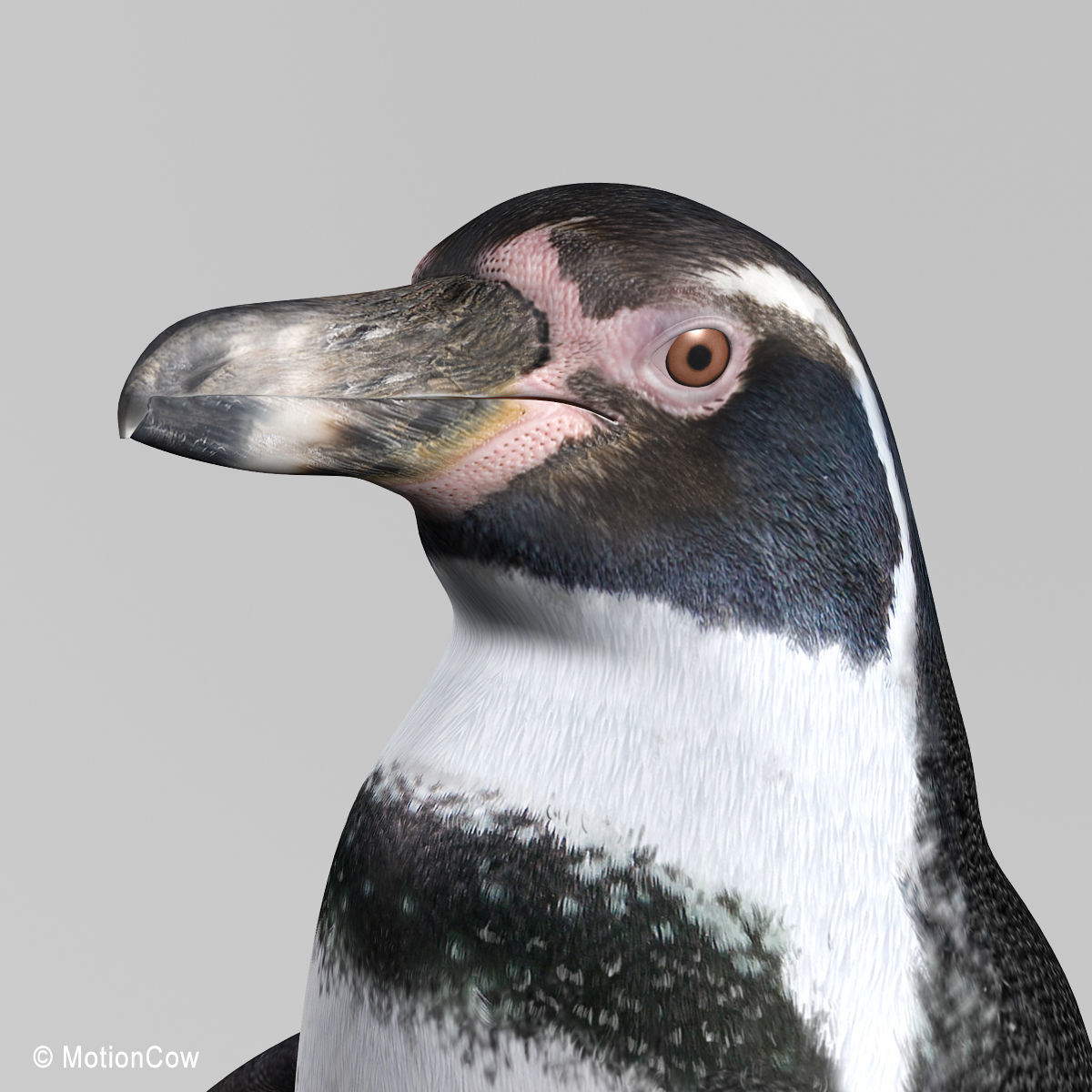 Humboldt Penguin 3D model_6