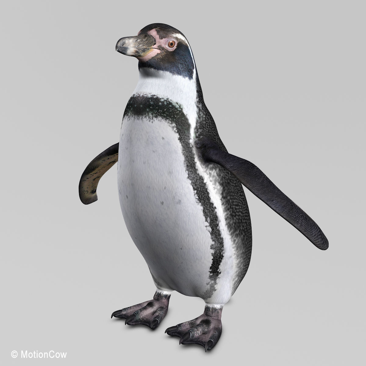 Humboldt Penguin 3D model_2