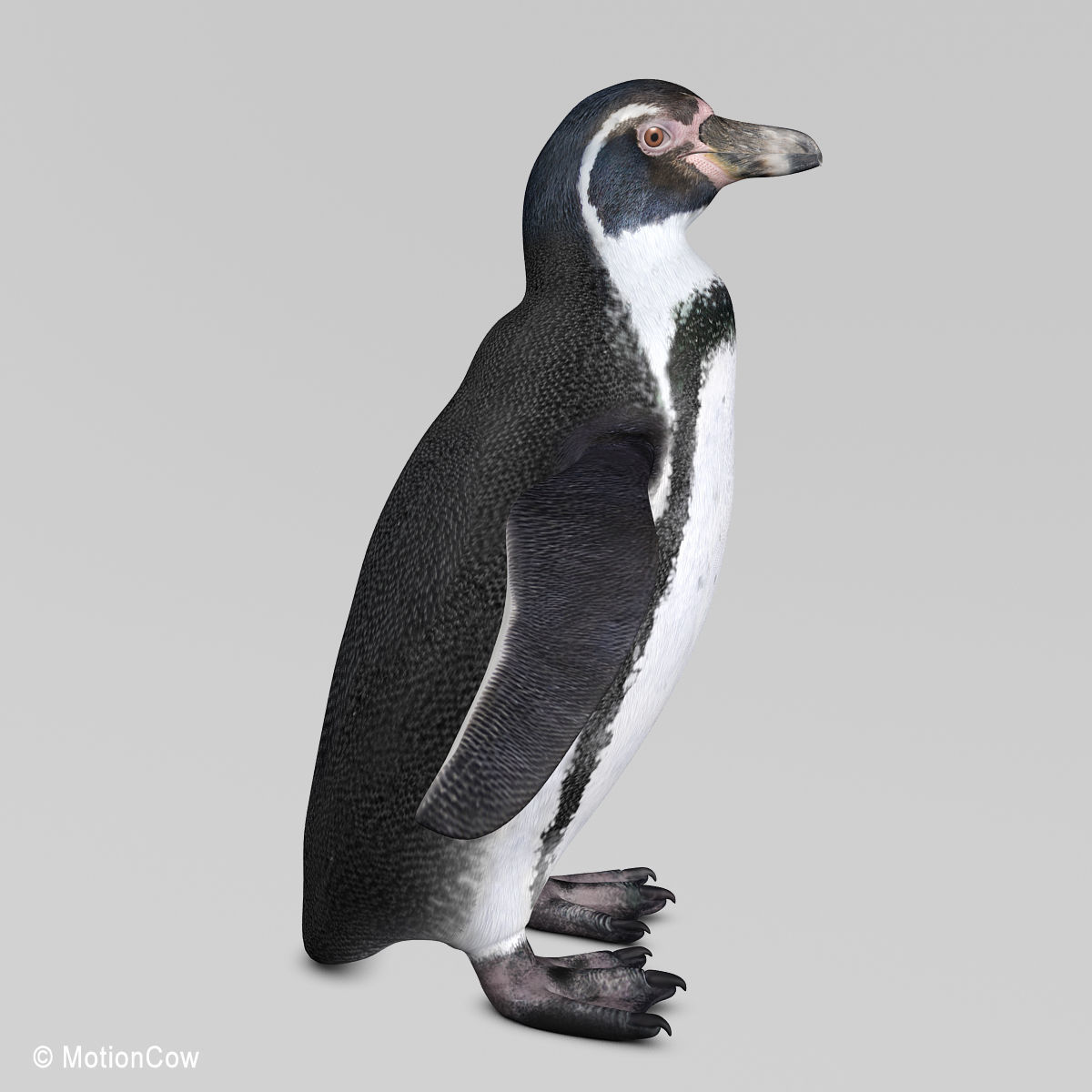 Humboldt Penguin 3D model_3