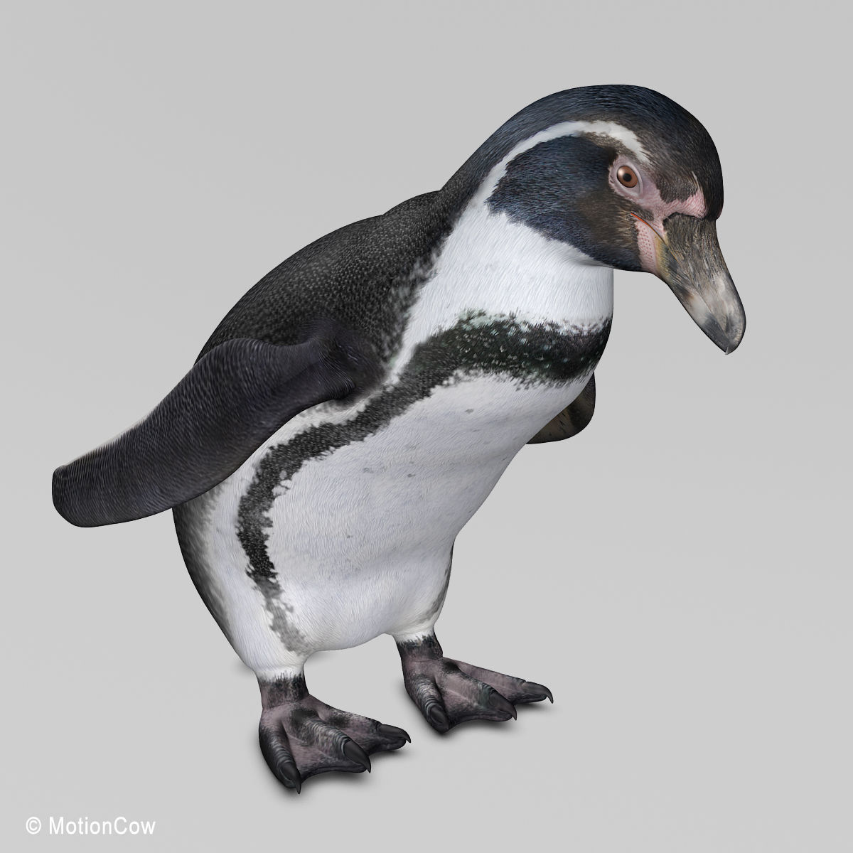 Humboldt Penguin 3D model_11