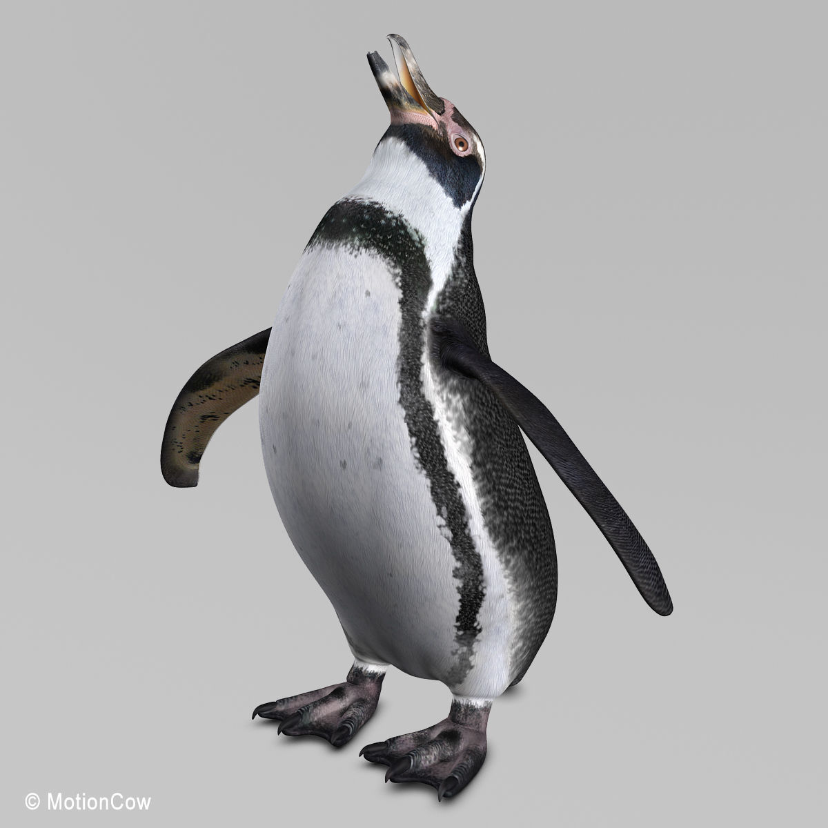 Humboldt Penguin 3D model_10