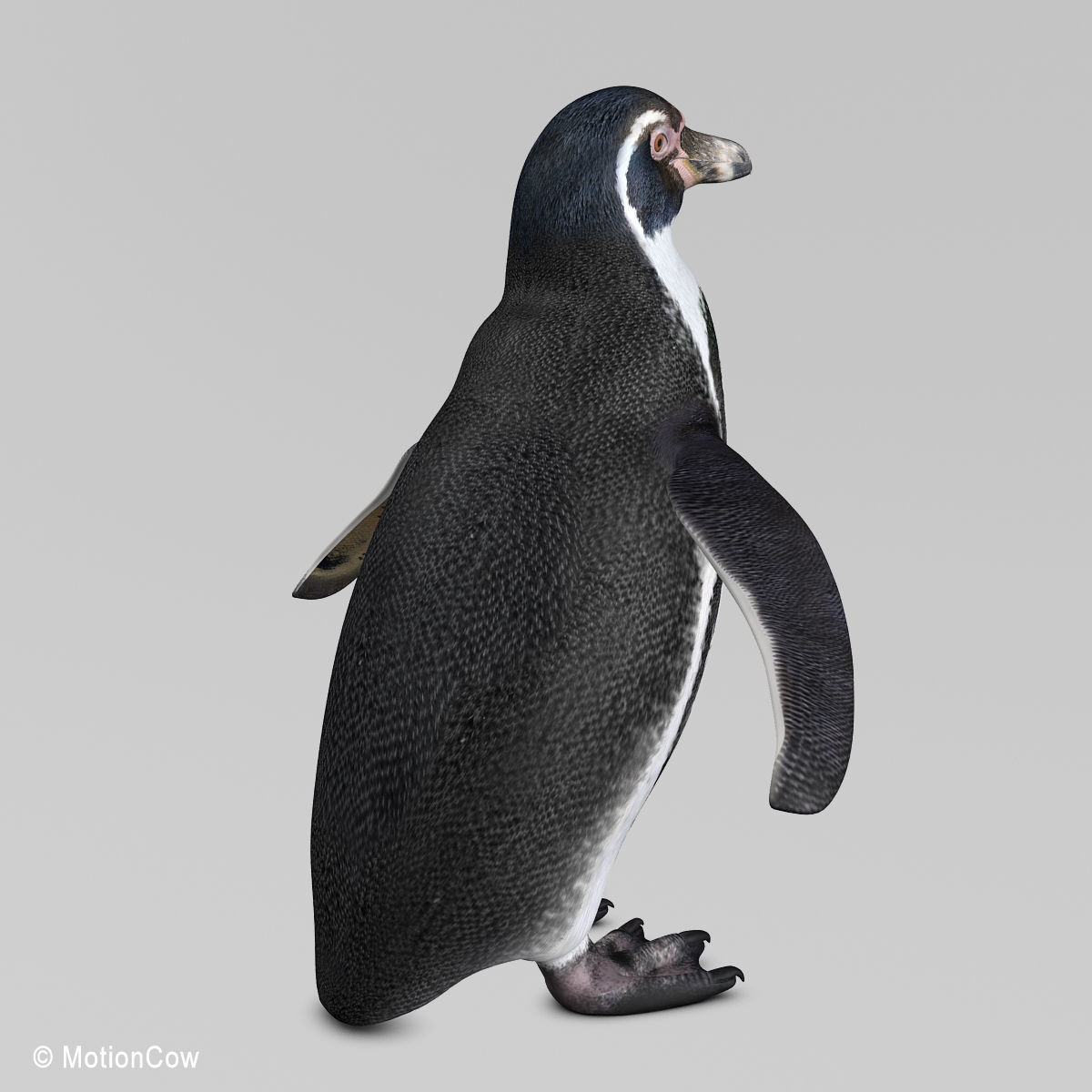 Humboldt Penguin 3D model_5