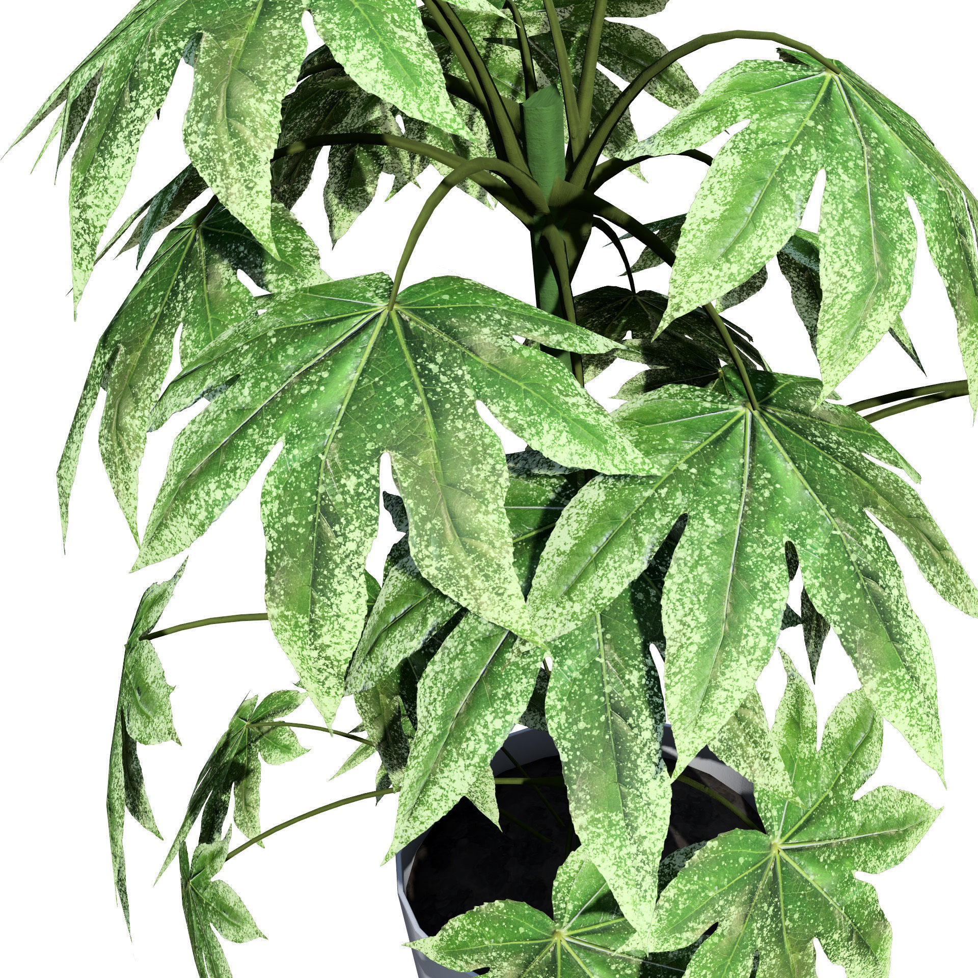 Fatsia japonica Spider Web 3D Model Low-poly 3D model_6