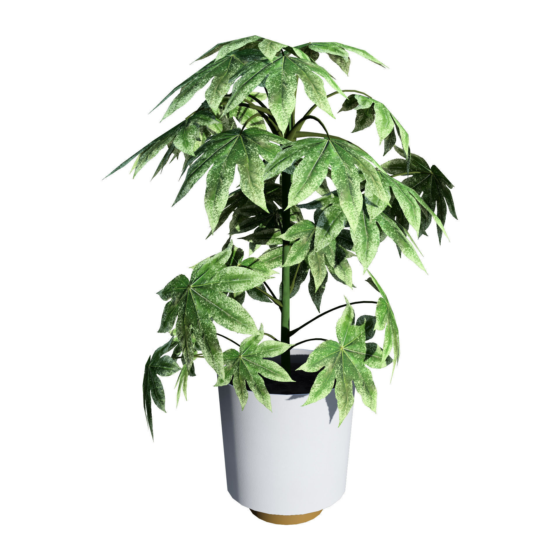 Fatsia japonica Spider Web 3D Model Low-poly 3D model_7
