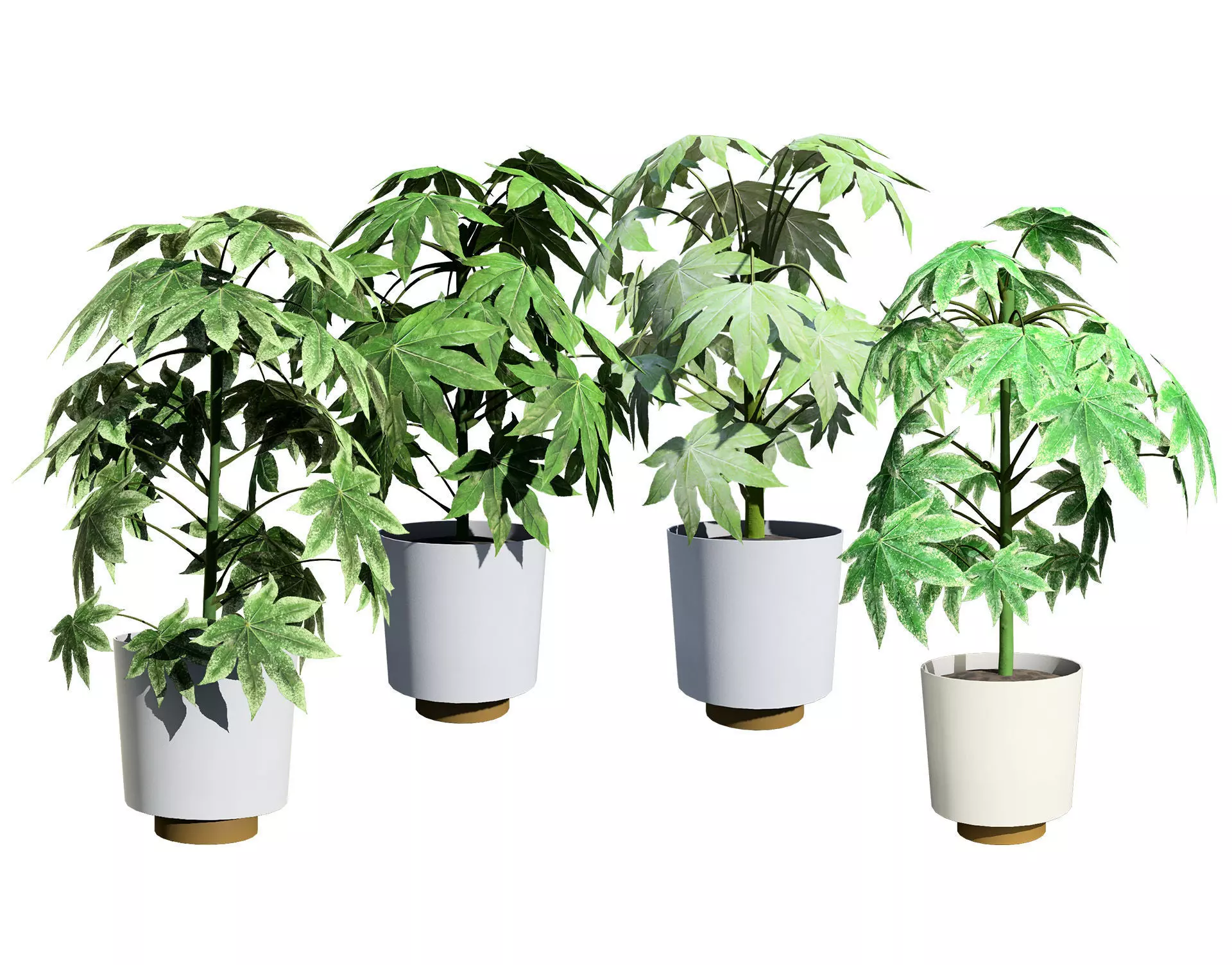 Fatsia japonica Spider Web 3D Model Low-poly 3D model_0