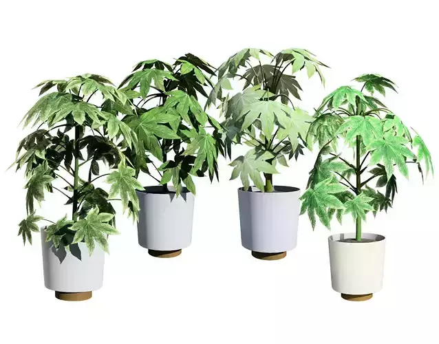 Fatsia japonica Spider Web 3D Model