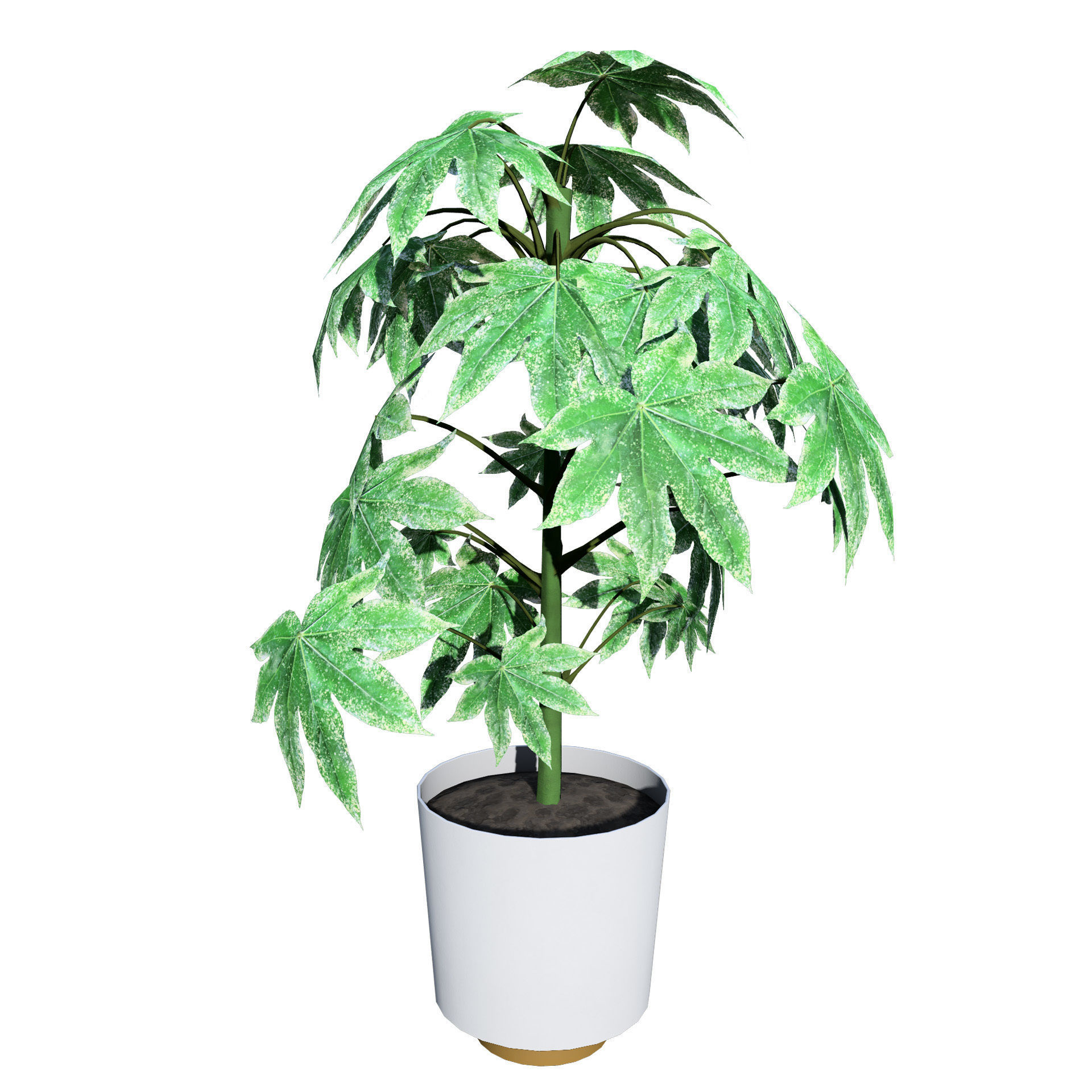 Fatsia japonica Spider Web 3D Model Low-poly 3D model_9