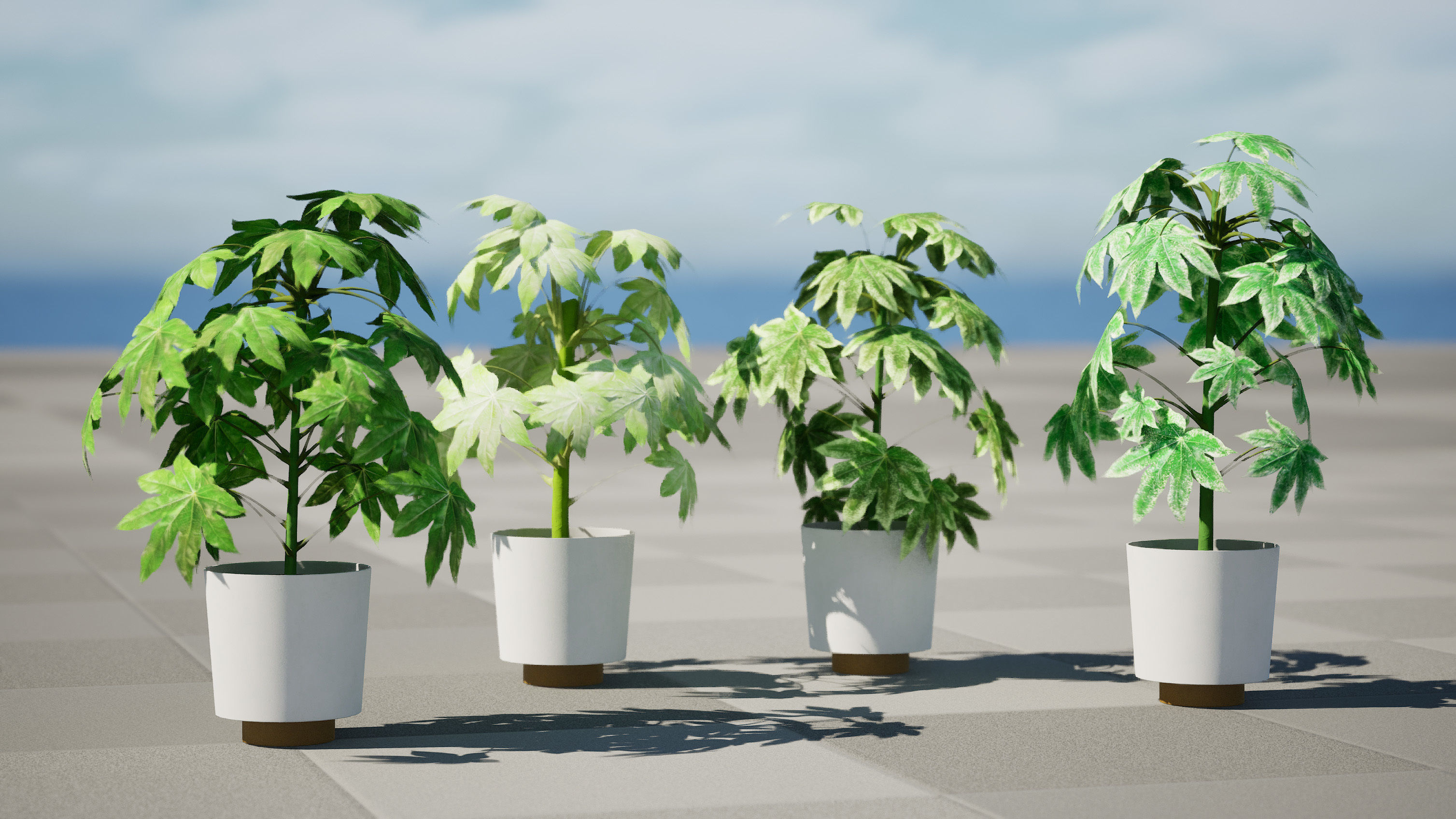 Fatsia japonica Spider Web 3D Model Low-poly 3D model_2