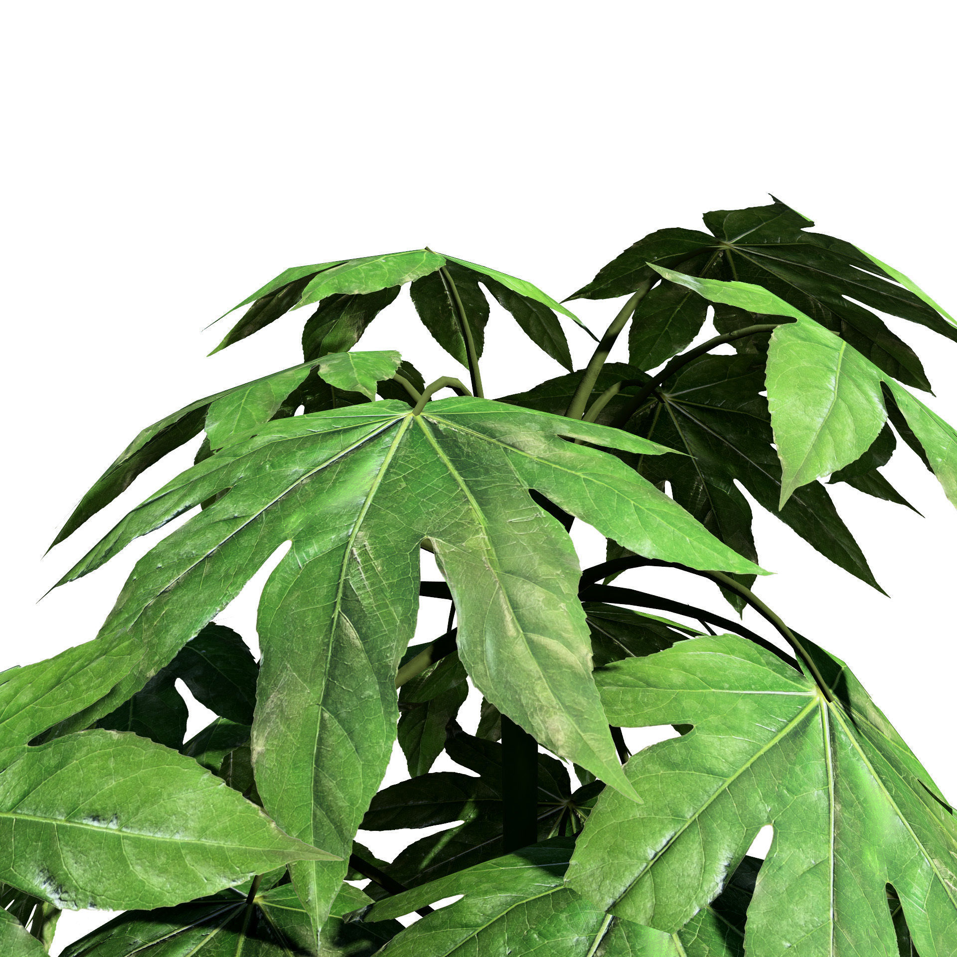 Fatsia japonica Spider Web 3D Model Low-poly 3D model_5
