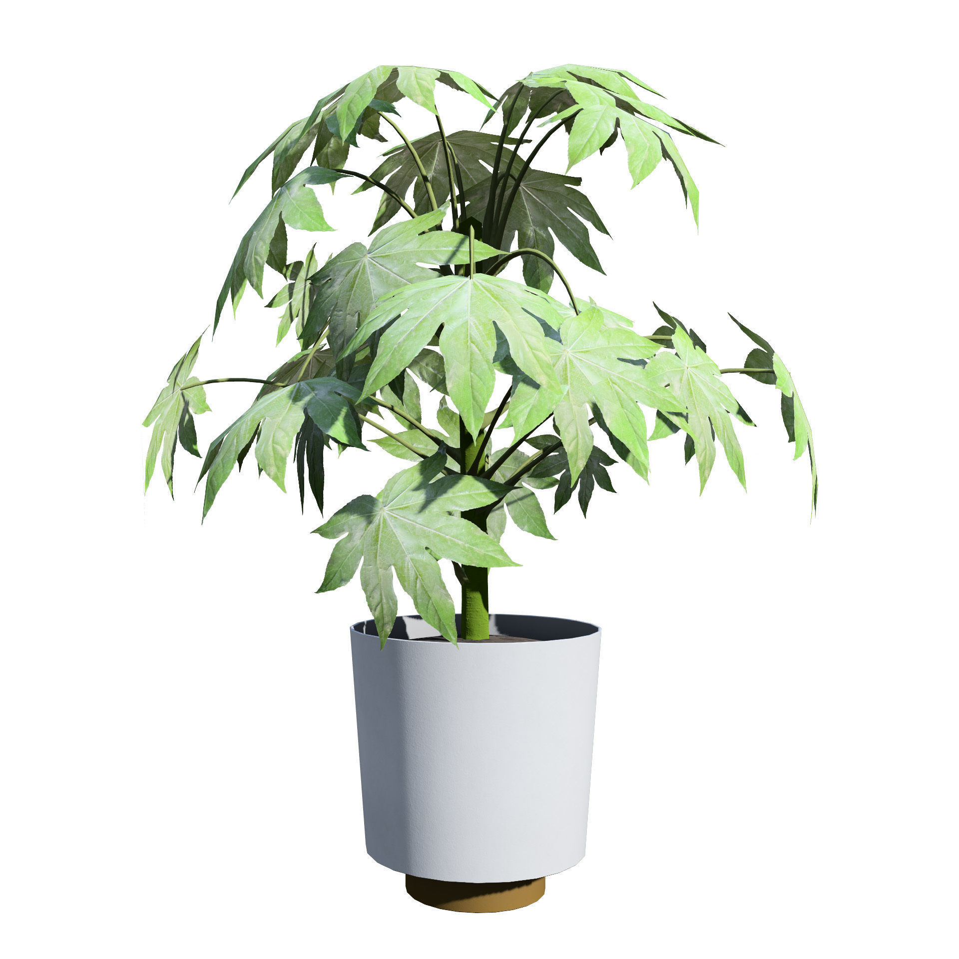 Fatsia japonica Spider Web 3D Model Low-poly 3D model_8