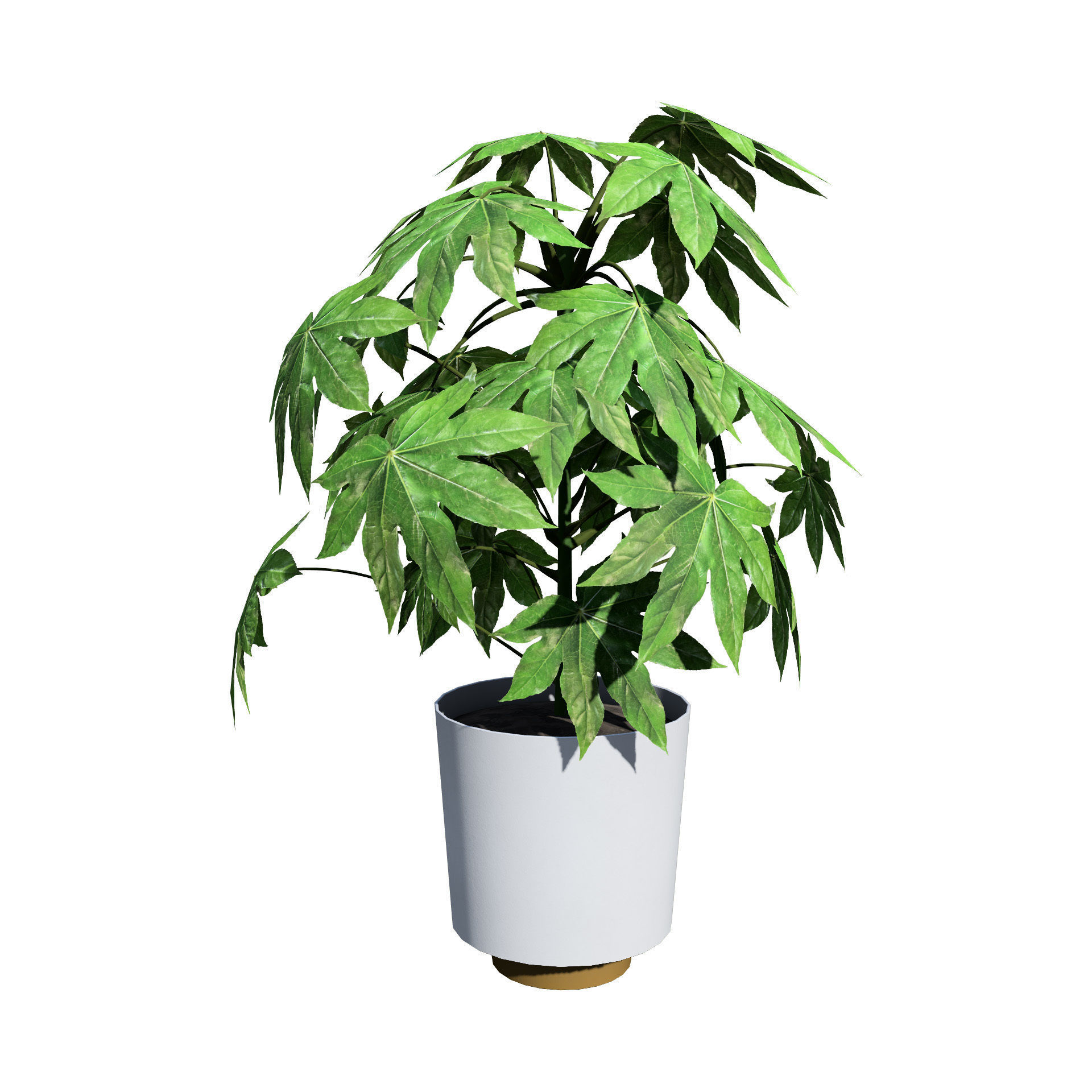 Fatsia japonica Spider Web 3D Model Low-poly 3D model_4