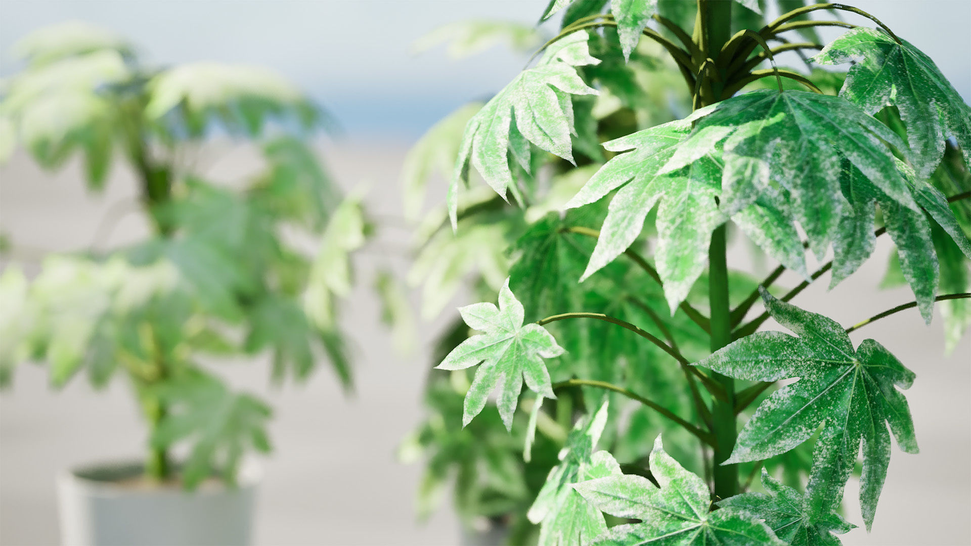 Fatsia japonica Spider Web 3D Model Low-poly 3D model_3